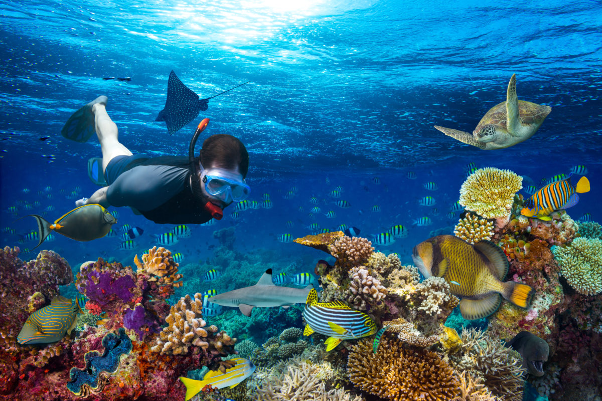 Underwater coral reef landscape snorkling