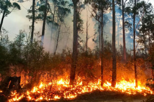 Stromy, ktoré sami ohlasujú požiar. Tento unikátny nápad chráni nielen lesy