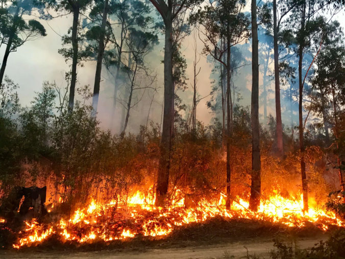 Stromy, ktoré sami ohlasujú požiar. Tento unikátny nápad chráni nielen lesy