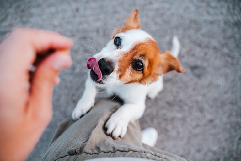 Cute,Small,Jack,Russell,Terrier,Dog,Standing,On,Two,Paws