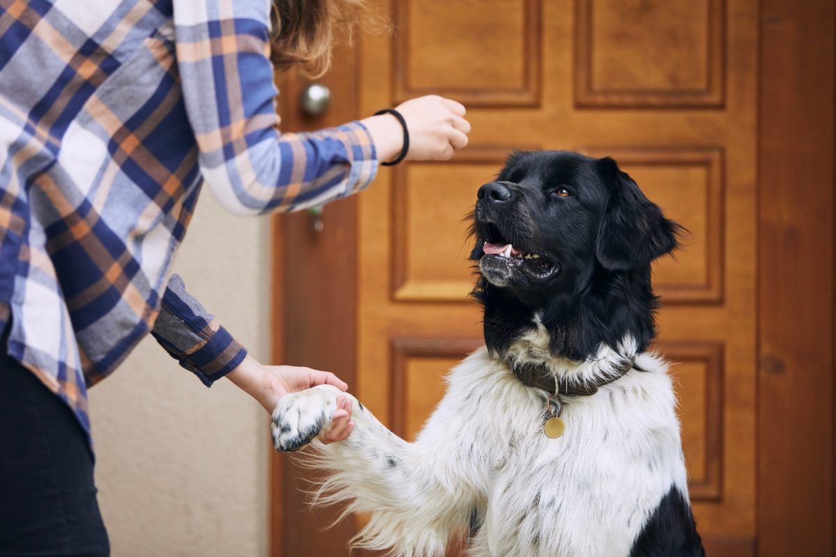 Dog,(czech,Mountain,Dog),Giving,Paw,Teenage,Girl,During,Obedience