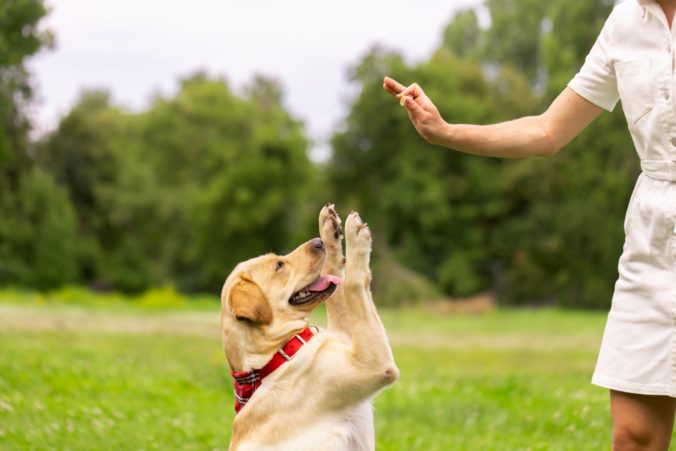 A,Young,Girl,Gives,A,Treat,To,A,Labrador,Dog