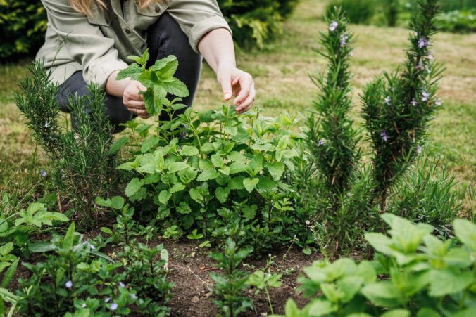 Záhrada ako prameň zdravia: Tieto vône dokážu liečiť