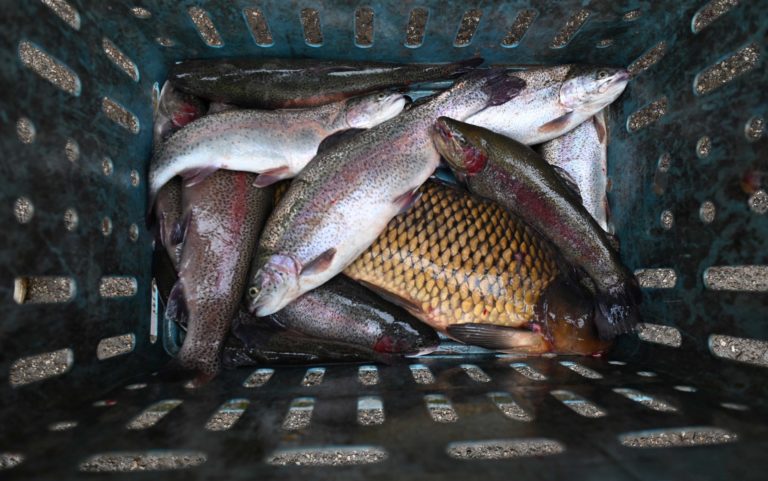 VIANOCE: Predaj rýb pred vianočnými sviatkami
