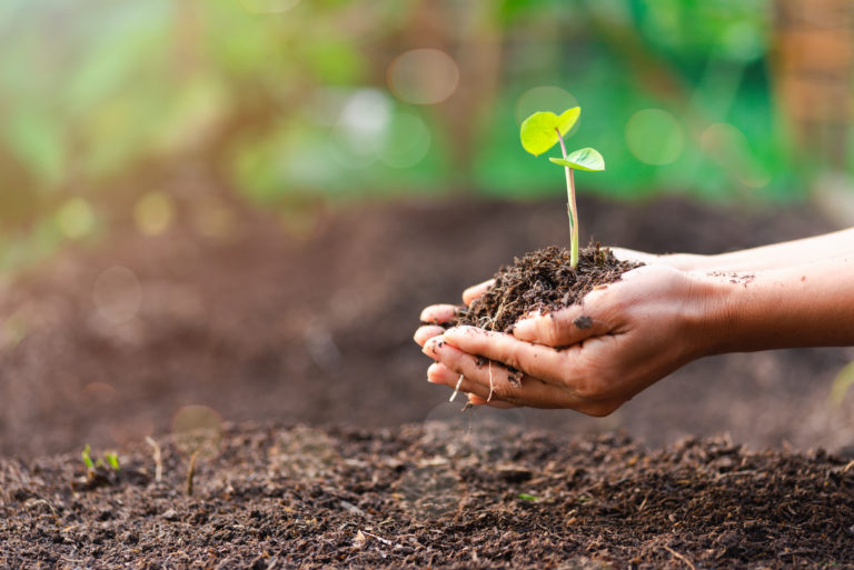 Woman's hand with a tree She is planting, environmental conservation concept Protect and preserve resources plant trees to reduce global warming use renewable energy conservation of natural forests.