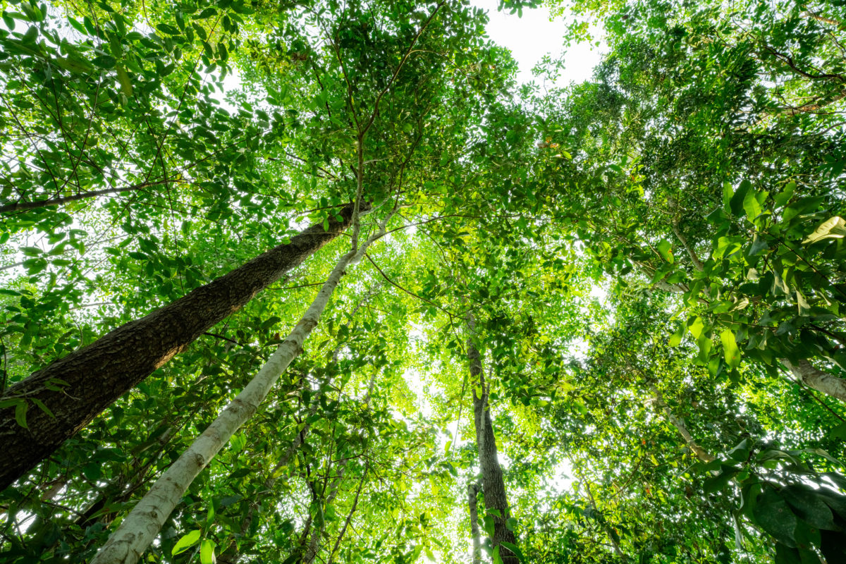 Bottom view of tree trunk to green leaves of trees in tropical forest. Tree forest for sale carbon credit. Carbon dioxide reduction. World environment day background. World natural source of oxygen.