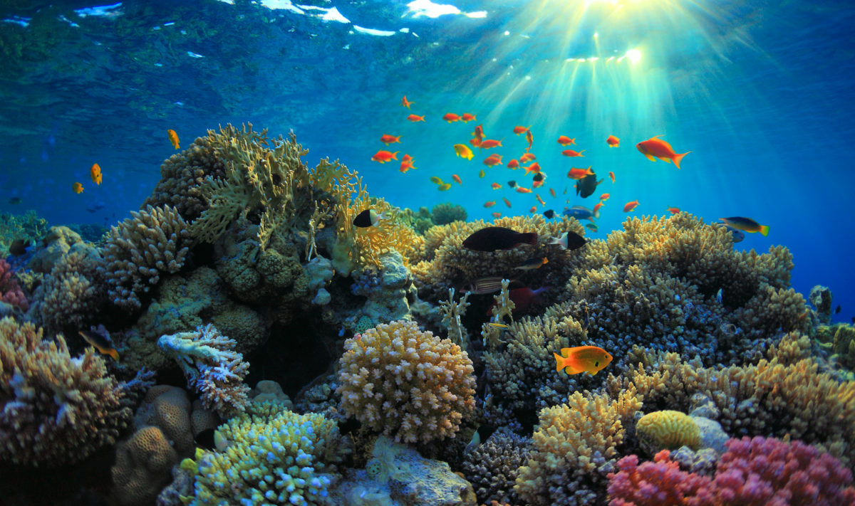 Coral reef