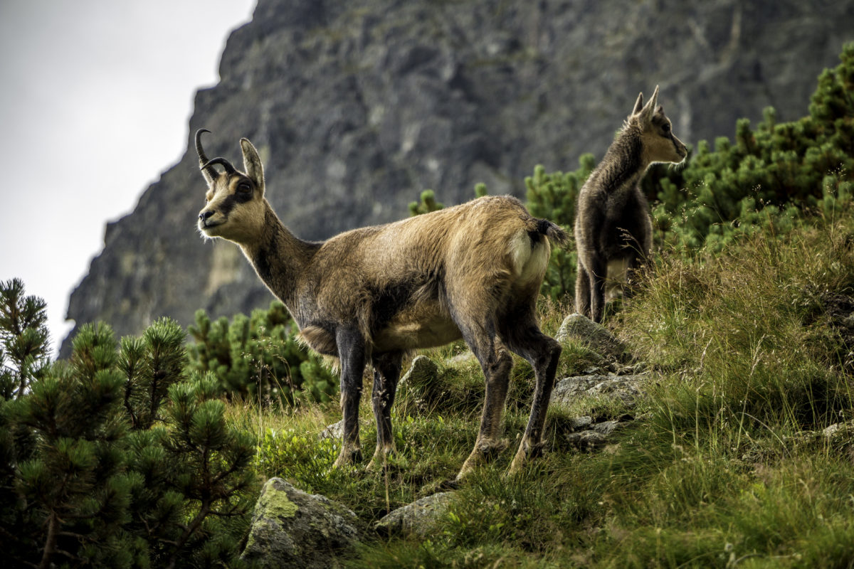 Young chamoix (wild goats)