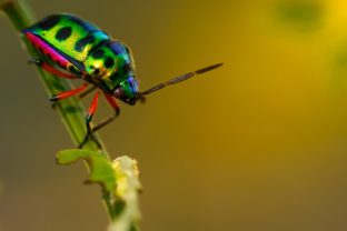 Ako sa môže zmeniť svet, keď hmyz vyhynie? Vedci varujú pred katastrofou