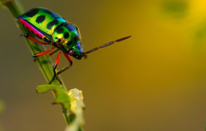 Ako sa môže zmeniť svet, keď hmyz vyhynie? Vedci varujú pred katastrofou