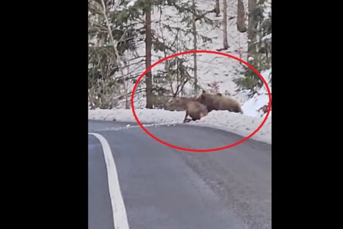 Medveď napadol jeleňa