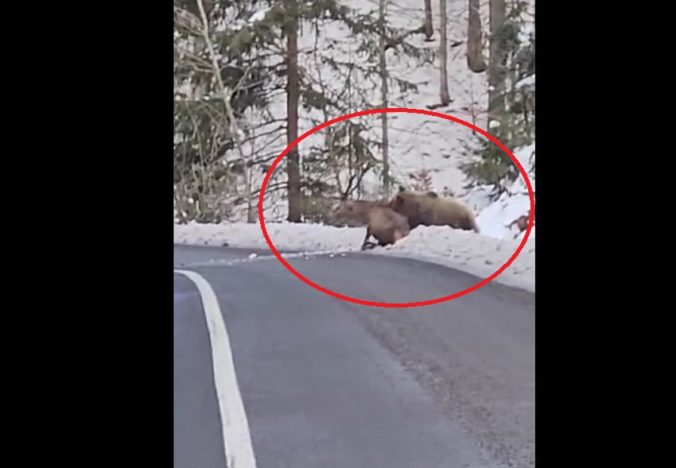 Medveď napadol jeleňa