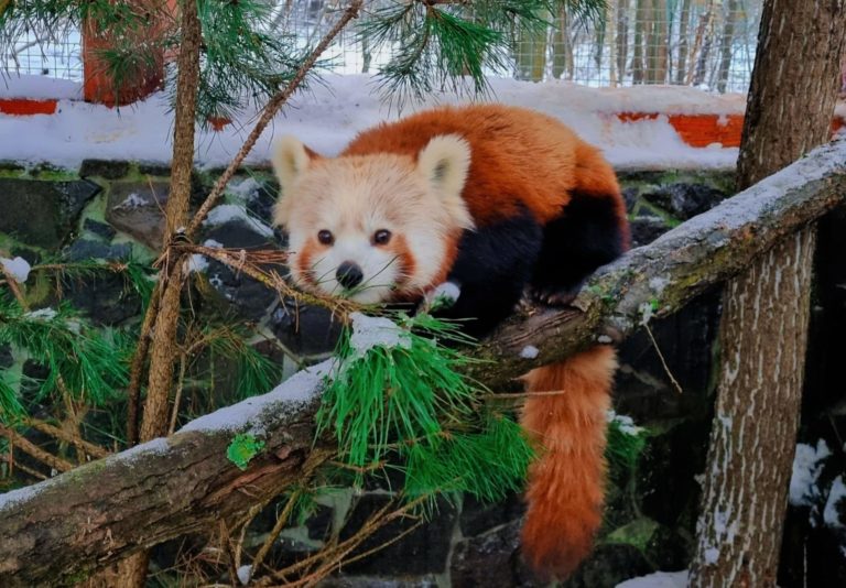 Panda červená