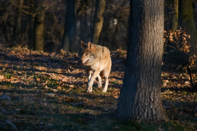 ZOO: Nová svorka vlkov eurázijských, vlk