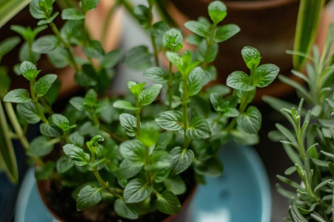 Terapia rastlinami: Naučte sa, ktoré bylinky môžu byť liekom