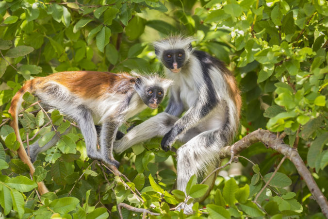 Red Colobuse Monkey
