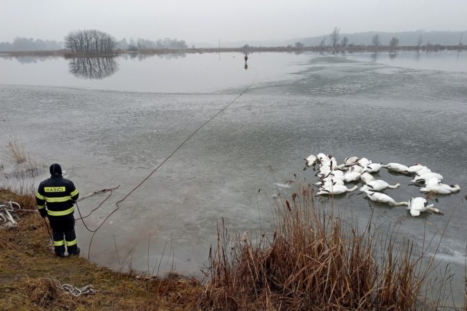 Labute, vtáčia chrípka