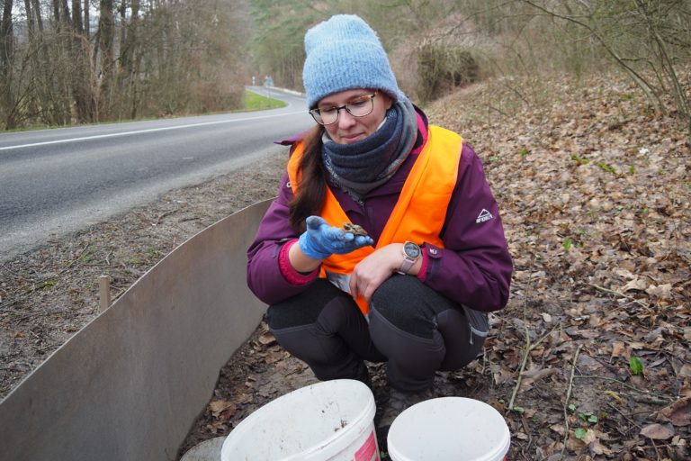 ENVIRO: Záchrana migrujúcich obojživelníkov