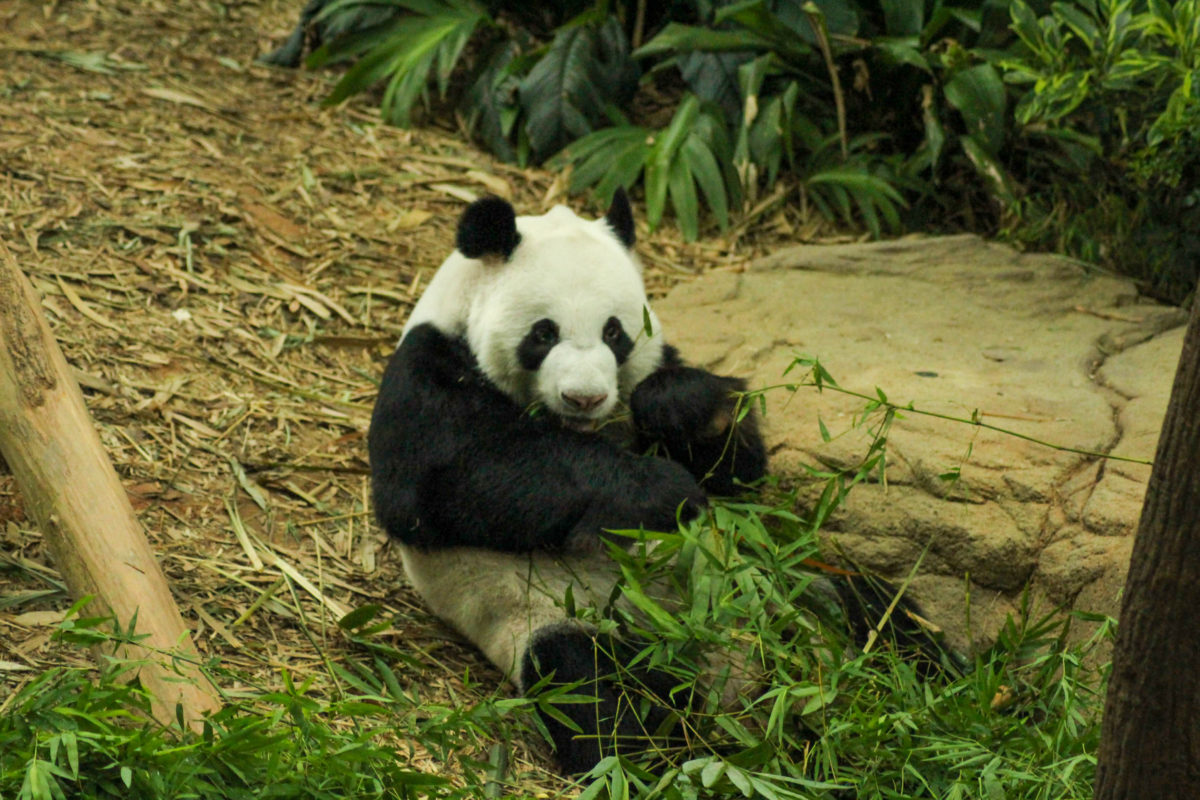 Animals in a Zoo