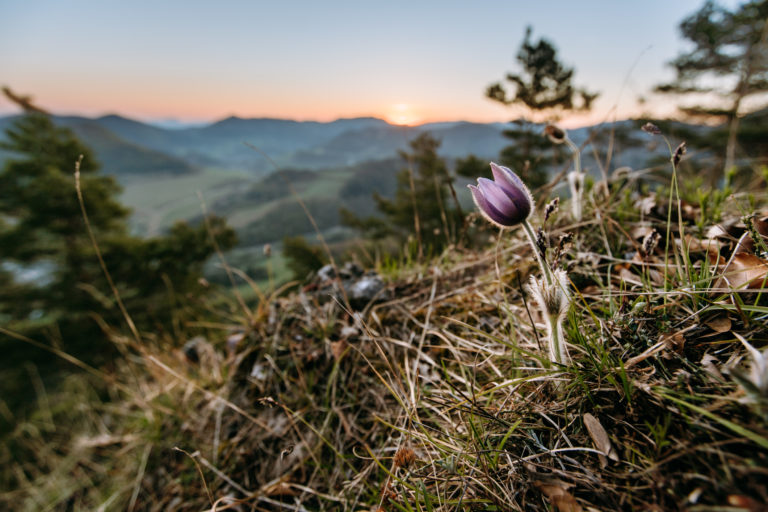 Poniklec slovenský, Pulsatilla slavica