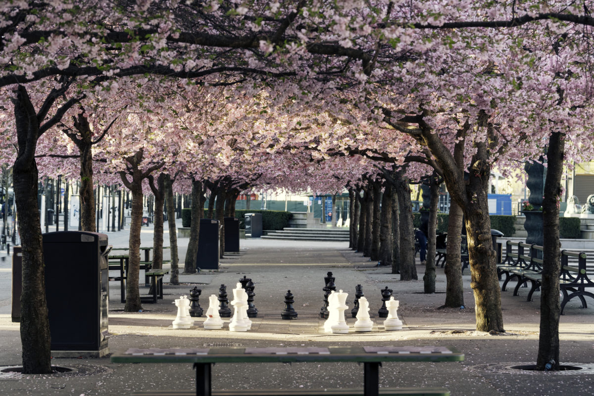 Cherry blossom in park