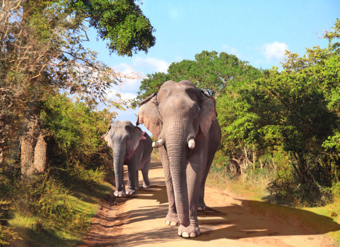 Two elephants on Yala National Park, Sri Lanka