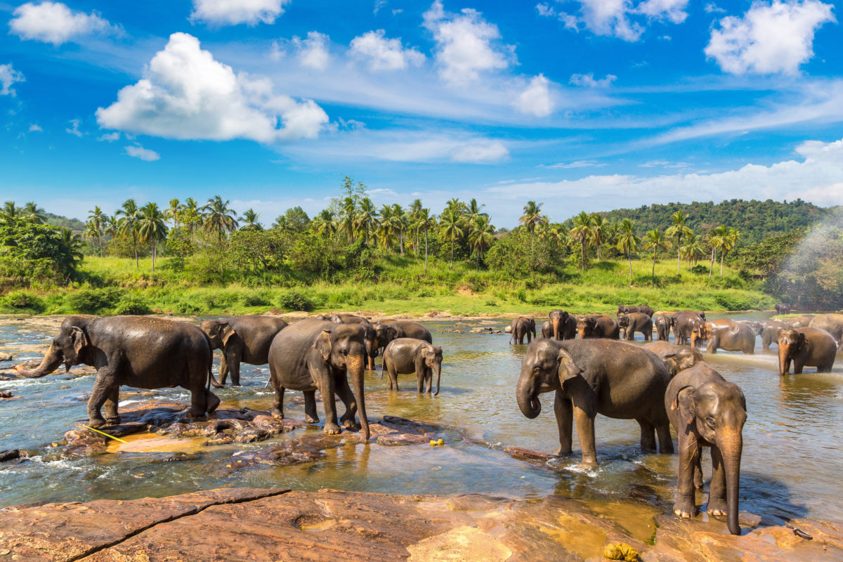 Herd of elephants in Sri Lanka
