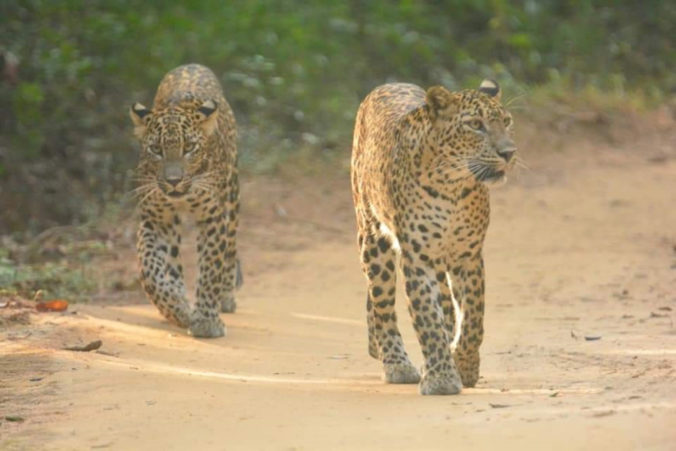 Leopards in National Park