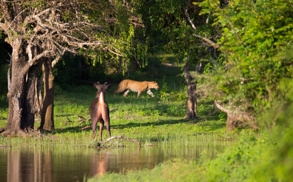Leopard and prey