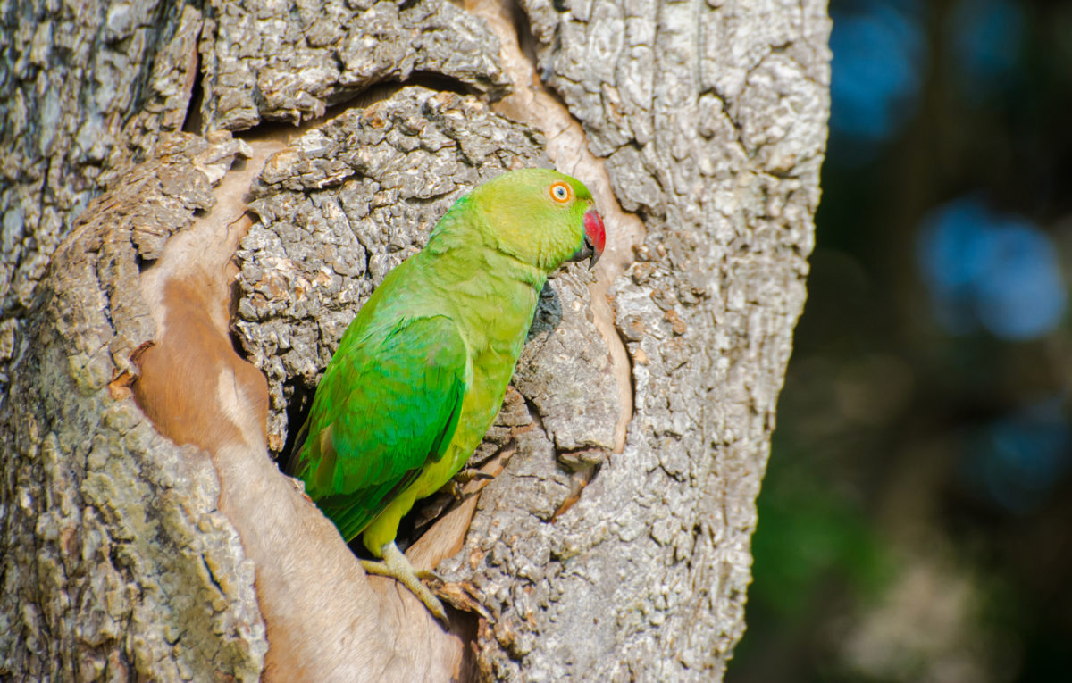 The rose ringed parakeet or ring necked parakeet