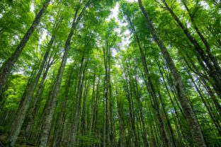 Aké lesy môžu v budúcnosti prežiť zmenu klímy? Vedci hľadajú riešenia