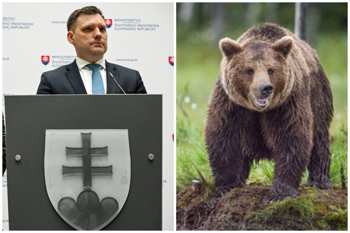 Tomáš Taraba, medveď