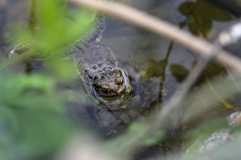 ENVIRO: Stavanie zábran pre migrujúce žaby