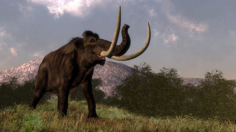 Mamut
