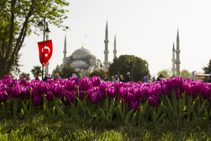 Purple tulips in line in front of blurred Blue Mosque in the Istanbul