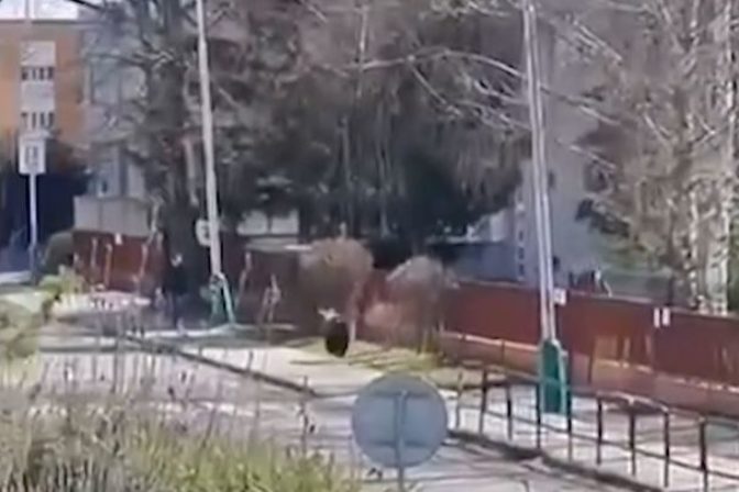 Medveď, Liptovský Mikuláš