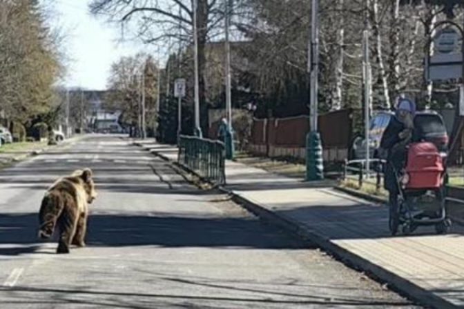 Medveď, Liptovský Mikuláš