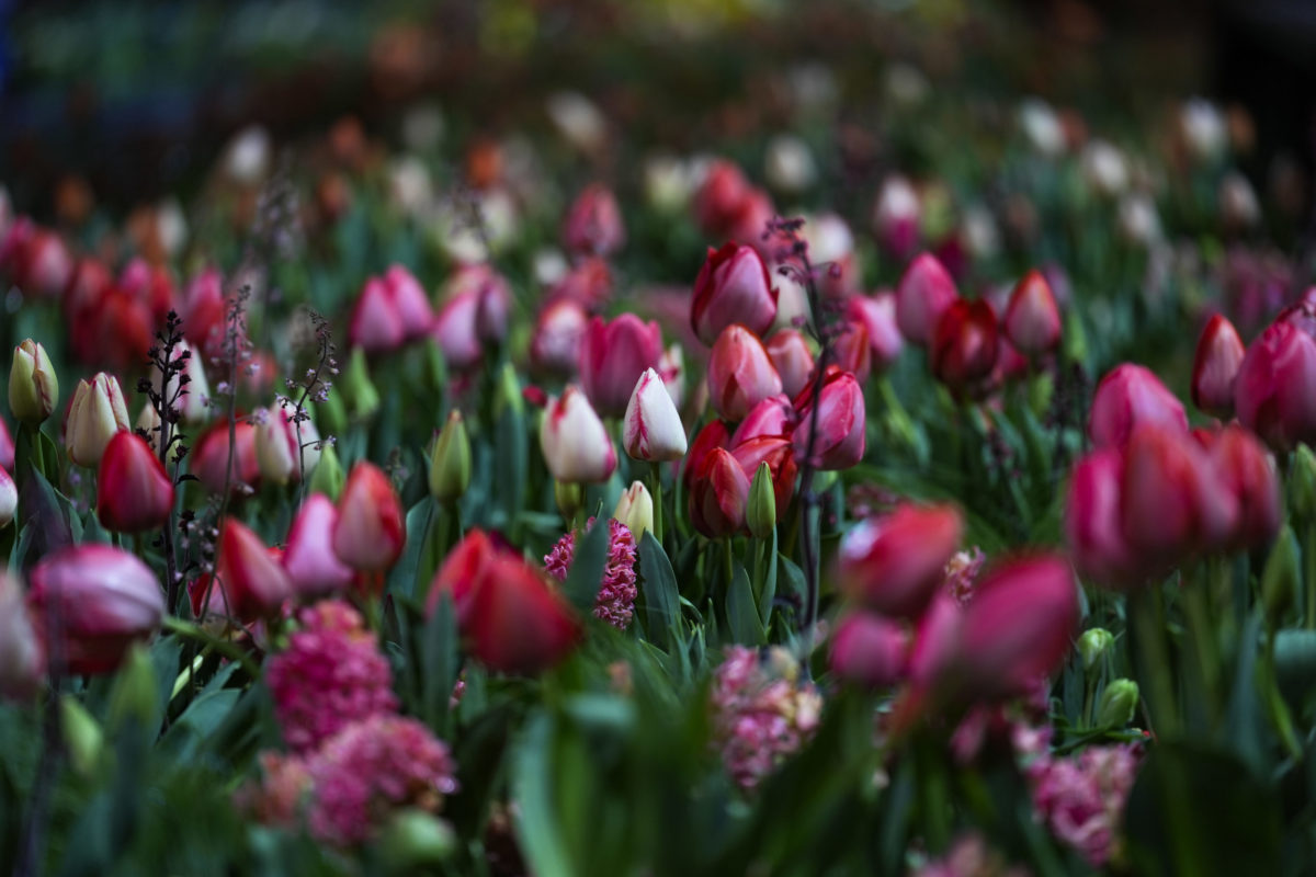 Filadelfia, výstava kvetov