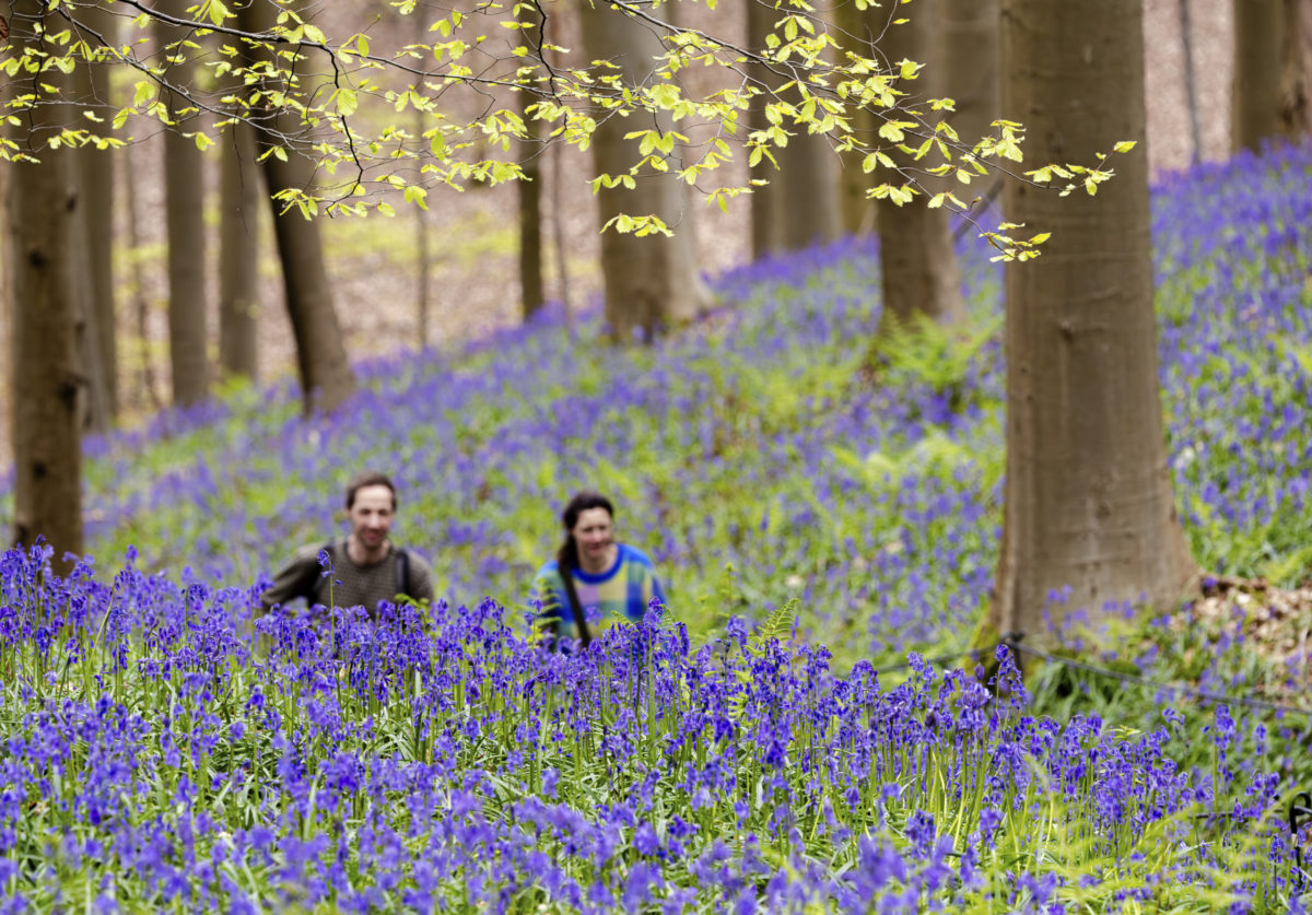 APTOPIX Belgium Bluebell Hyacinth Forest