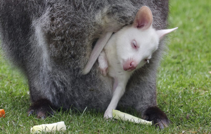 Mláďa kengury, albín
