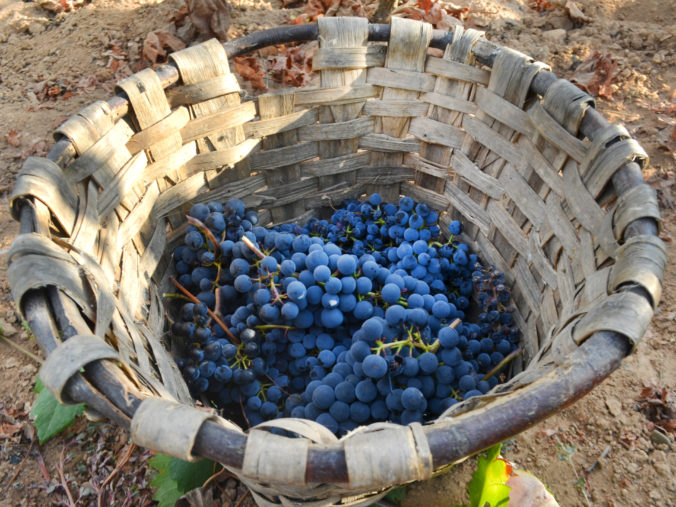 Grapes on a basket just harvested