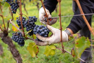 Farm worker hand picking organic "Lagrein" grapes, a red wine variety that is native to South Tyrol, Italy