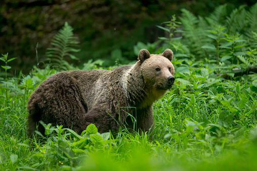Ďalší útok medveďa. Medvedica pohrýzla hubára pri obci neďaleko Banskej Bystrice, skončil v domácej liečbe