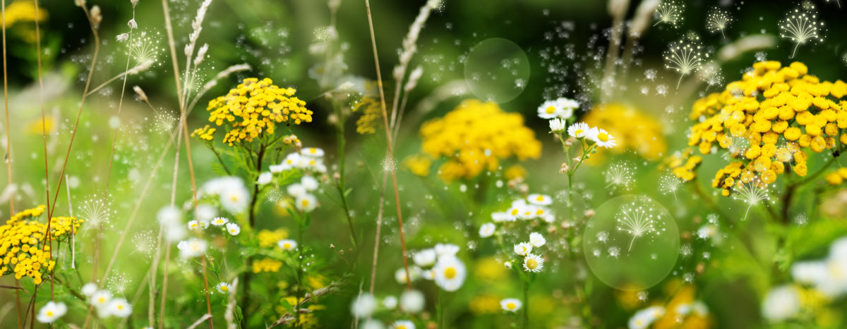 Particles of pollen in a wildflower meadow
