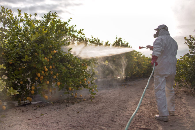 Spray ecological pesticide. Farmer fumigate in protective suit and mask lemon trees