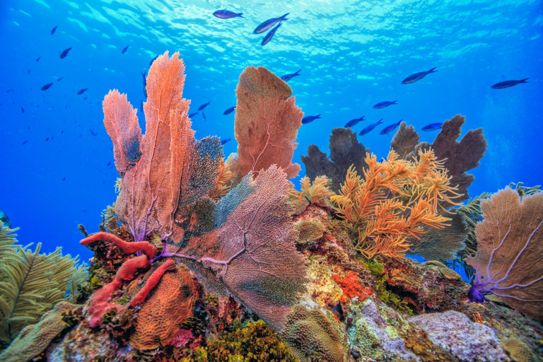 Caribbean coral garden