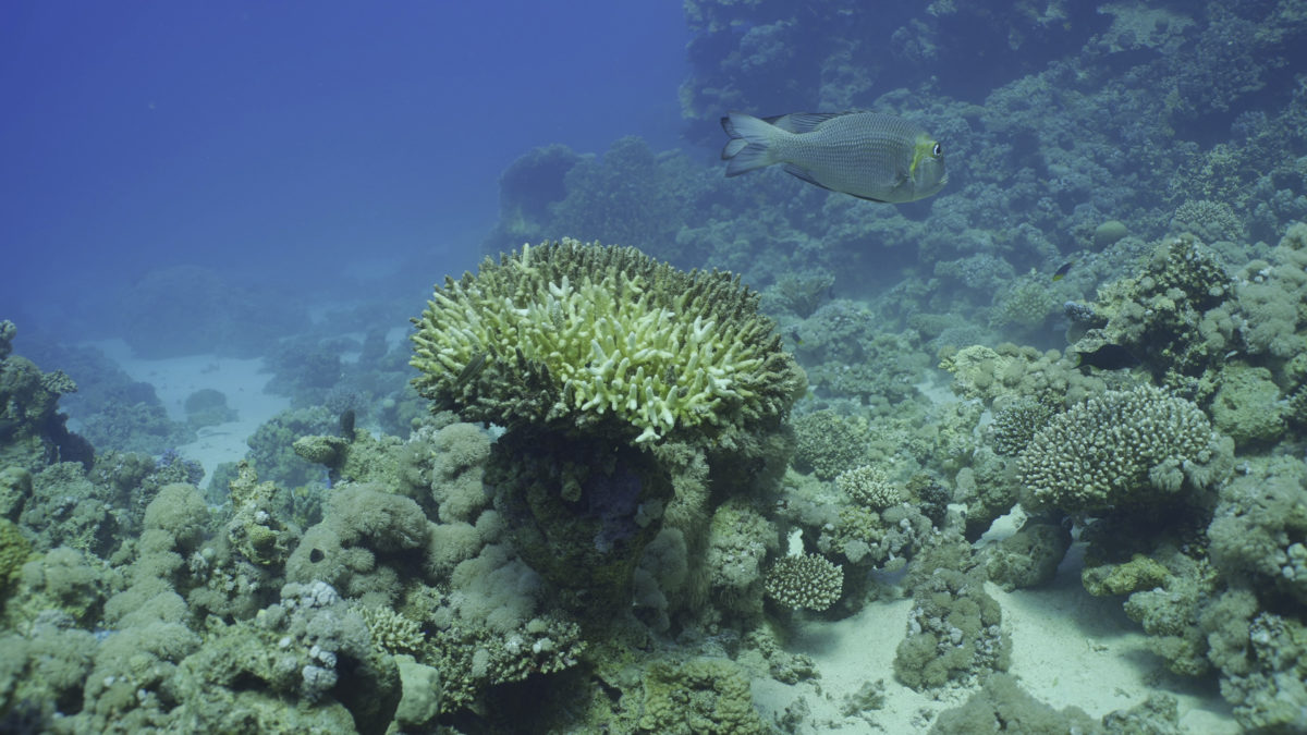 Bleached Hard Table Coral Acropora. Bleaching and death of corals from excessive seawater heating due to climate change and global warming. Decolored corals in Red Sea, Safaga, Egypt
