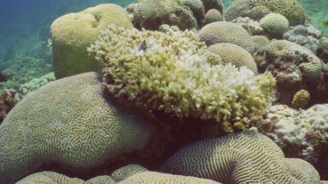 Process bleached Hard Table Coral Acropora, Slow motion. Bleaching and death of corals from excessive seawater heating due to climate change and global warming. Red sea, Egypt