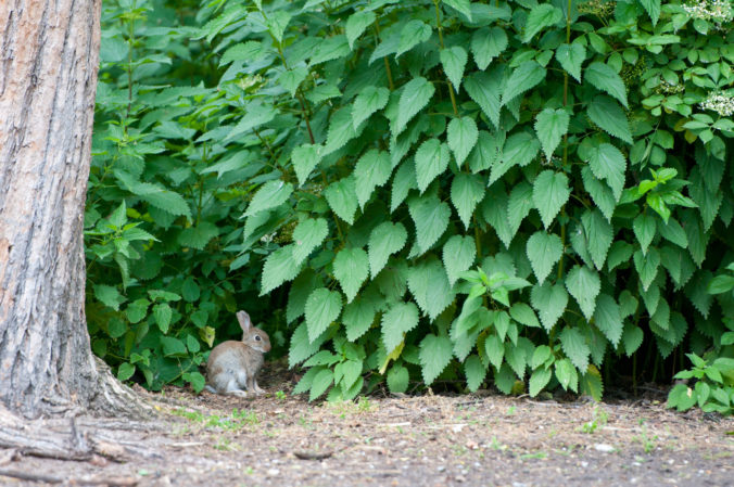 Small rabbit sitting in a shrubbery of stinging nettles