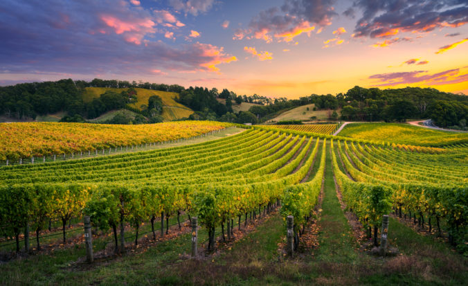 Vineyard Sunset